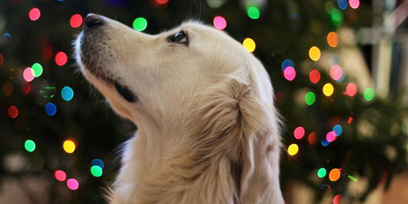 Weihnachten und Silvester Hund