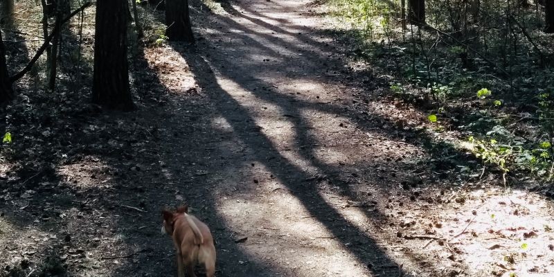 Ein Hund auf einer Wildkräuterwanderung